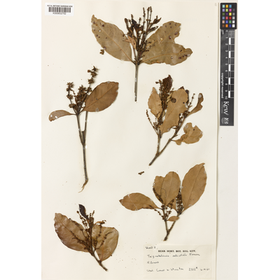Herbarium specimen sheet